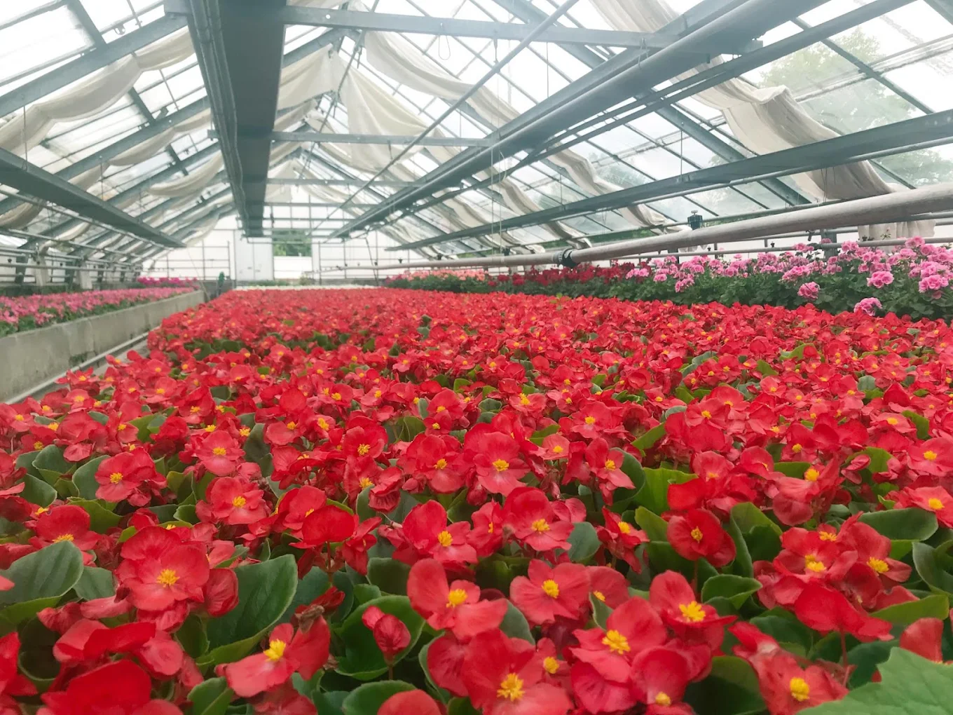 Local florist for flower delivery in Lancy